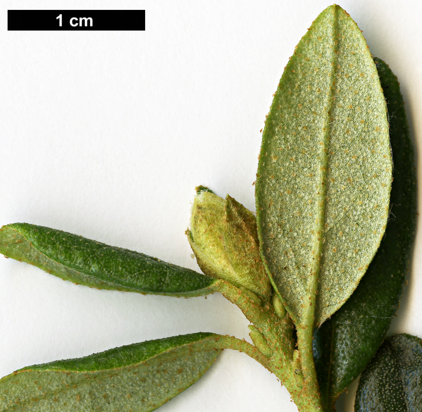 High resolution image: Family: Ericaceae - Genus: Rhododendron - Taxon: primuliflorum - SpeciesSub: 'Doker La'
